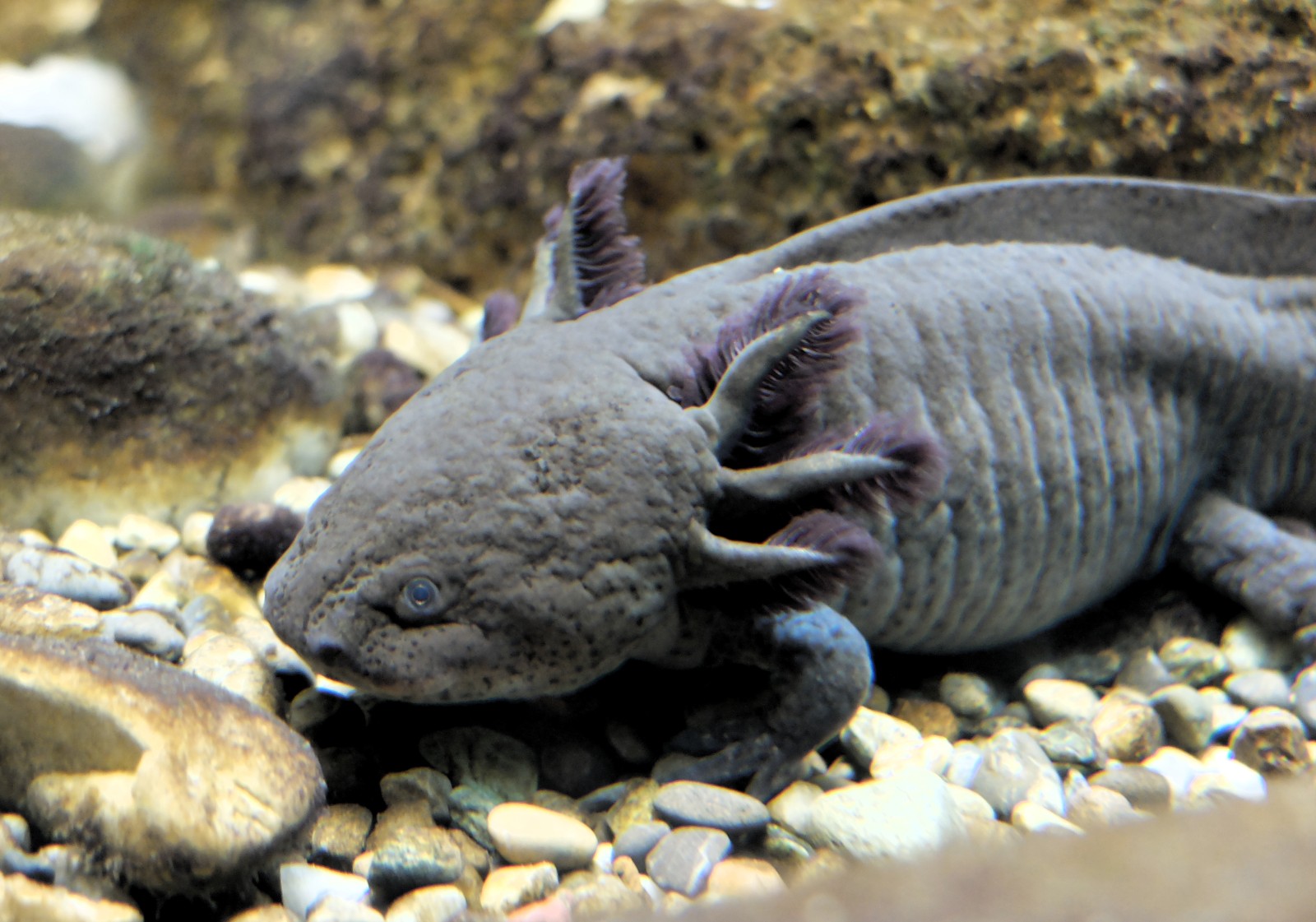 Axolotl, Mexican Water Monster, or Mexican Walking Fish