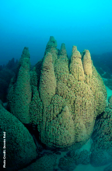 Pavilion Lake microbialite towers