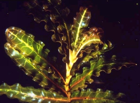Potamogeton-crispus-curly-leaf-pondweed