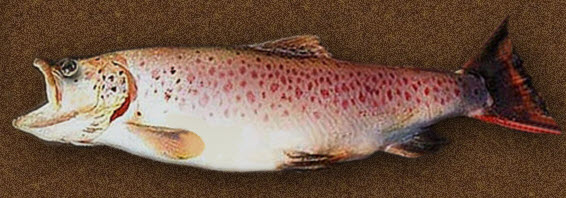 Salmo-letnica-ohrid-trout