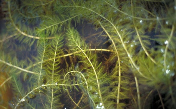 eurasian-milwaterfoil-myriophyllum-spicatum