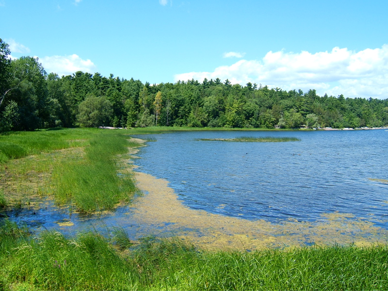 lake-champlain-marsh