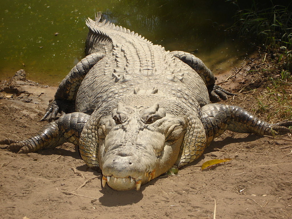 Saltwater-crocodile