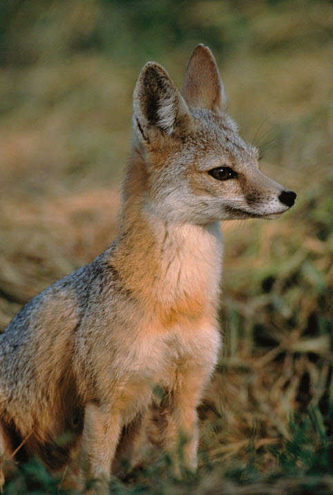 joaquin-kit-fox-carrizo-plain