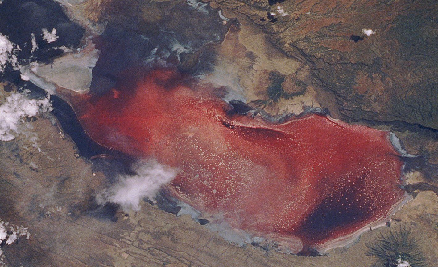 lake-natron-red-algae