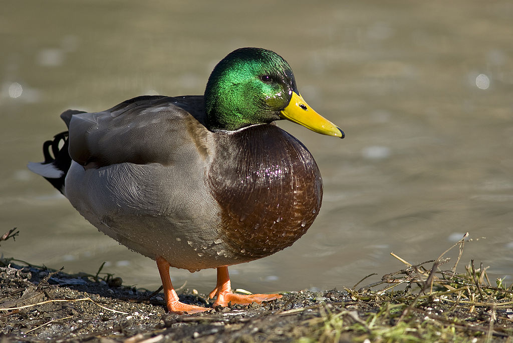 1024px-Male_mallard_duck_2