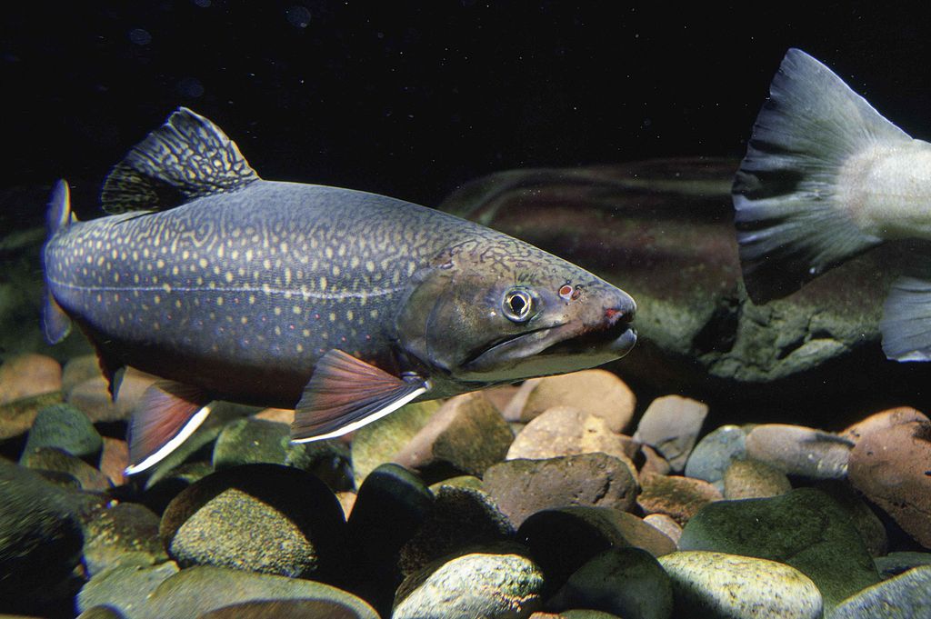 pristine lakes contain mercury Brook trout freshwater fish