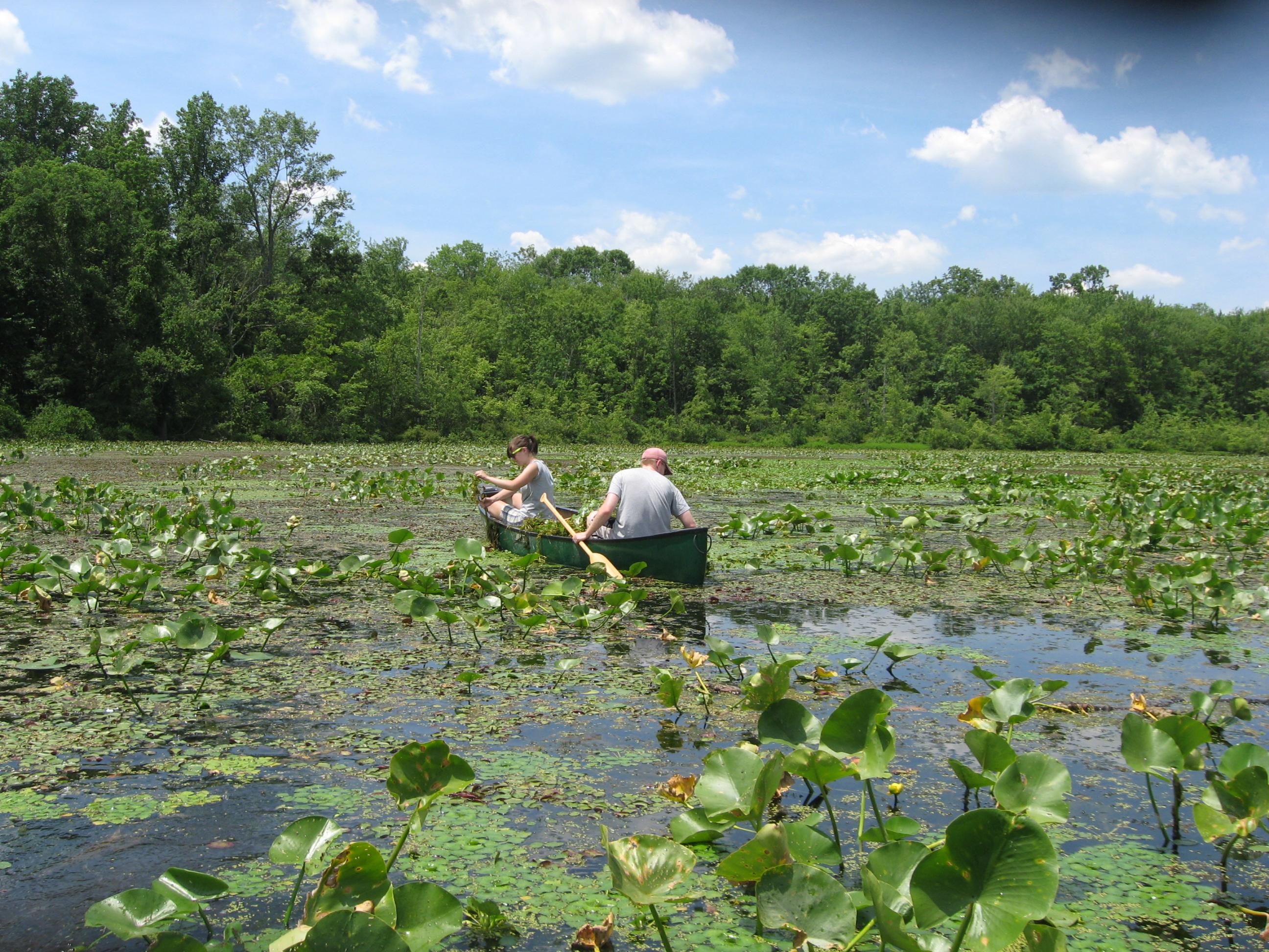 imapinvasives / Water Chestnut