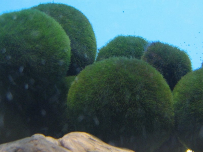 Marimo-lake-akann