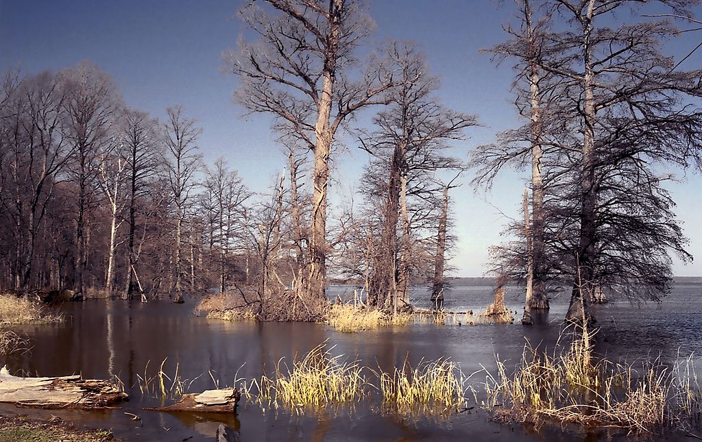 Reelfoot-Lake