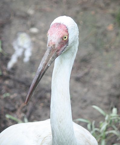 poyang lake Siberian Crane