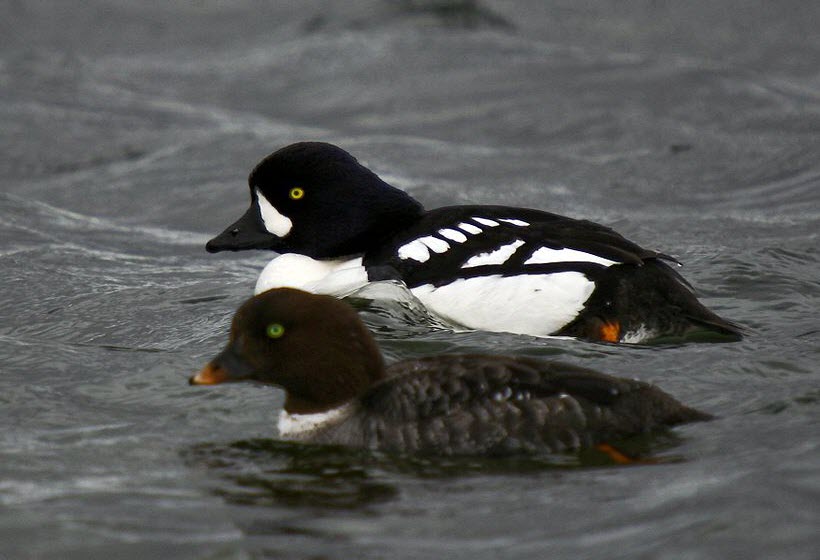 barrows-goldeneye-male-female