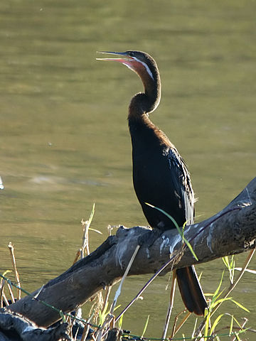 african-darter