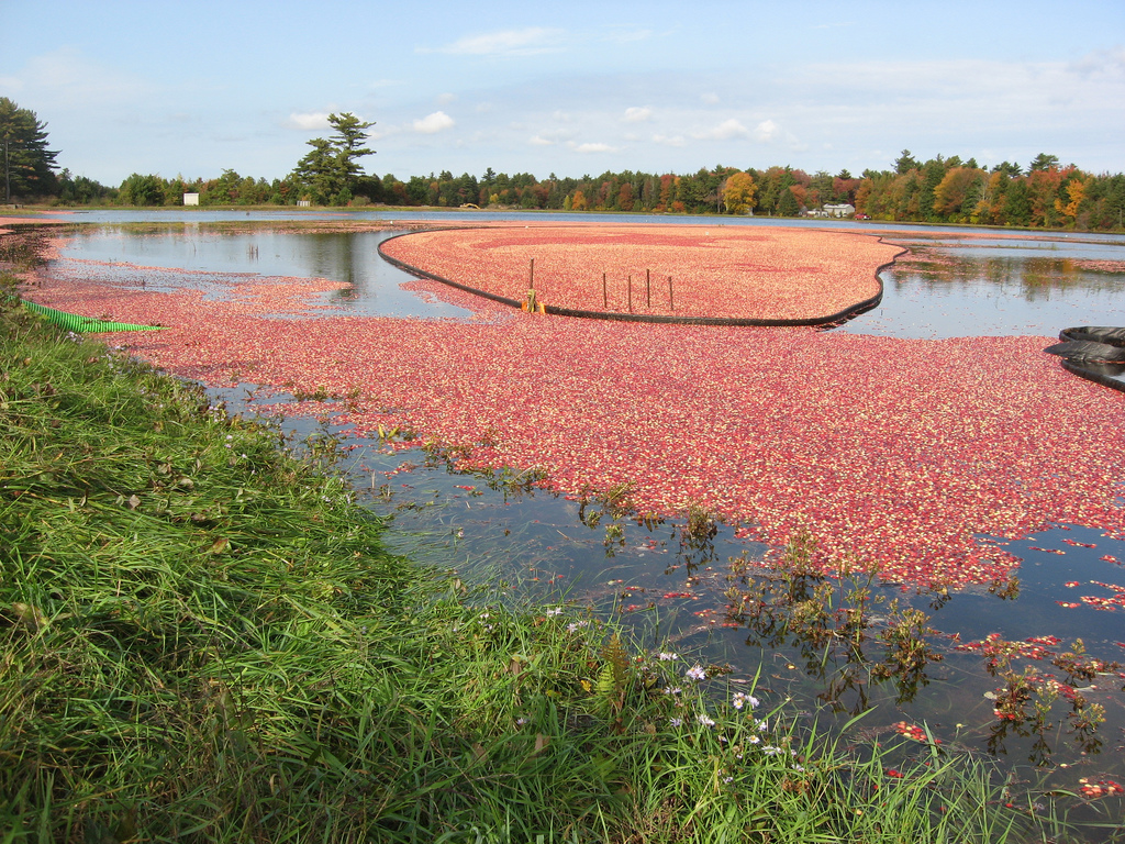 cranberry-bog