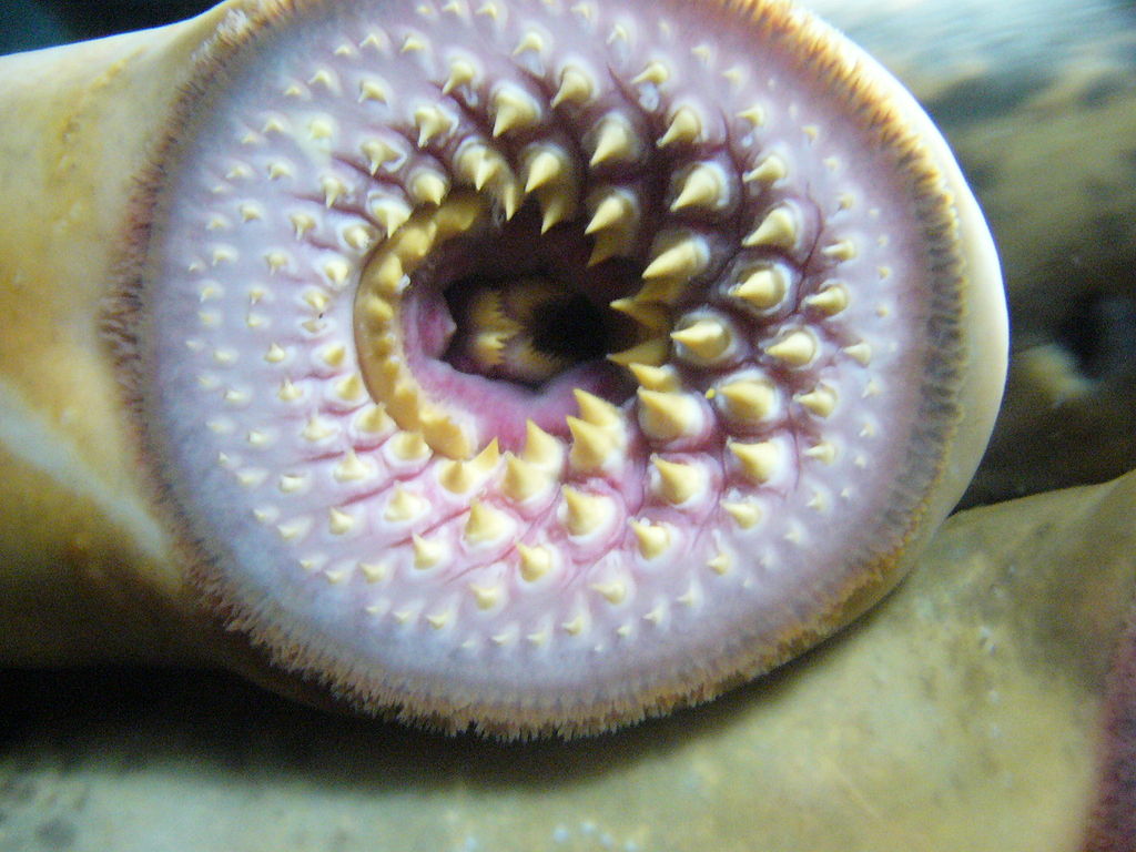 sea lamprey pheromones