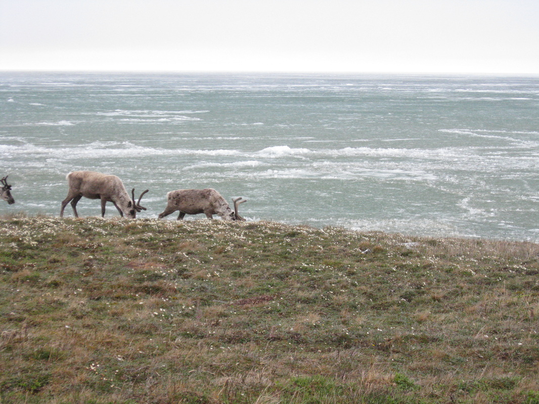 largest thermokarst lake / teshekpuk lake caribou