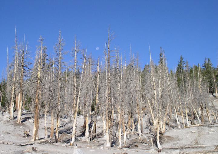 tree-death-horseshoe-lake-california