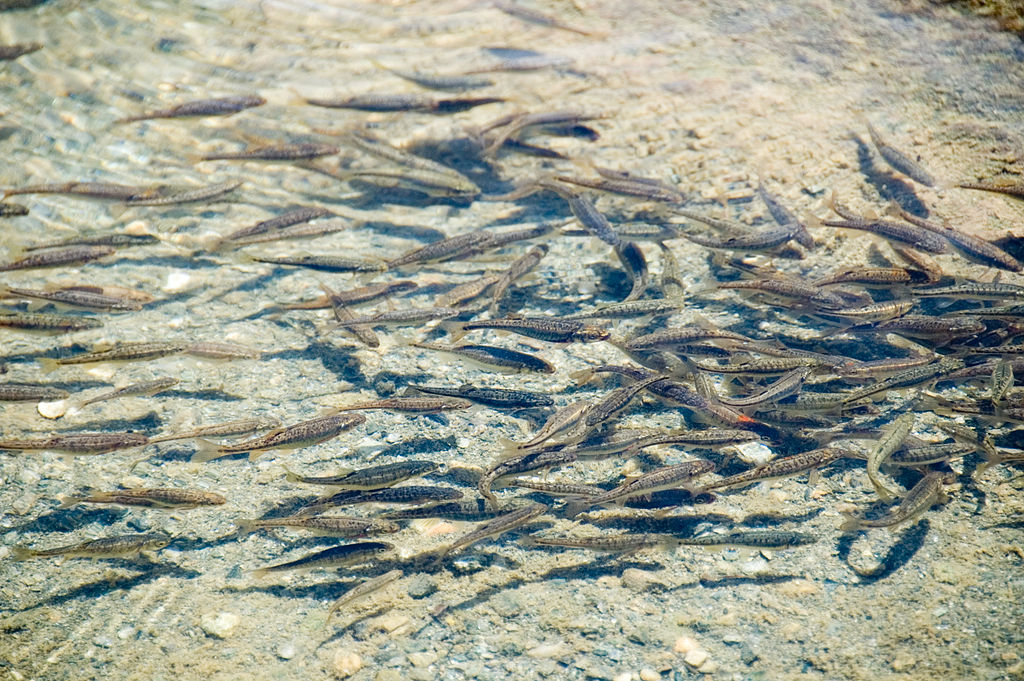 predation by alewife on lake trout Brown trout fingerlings