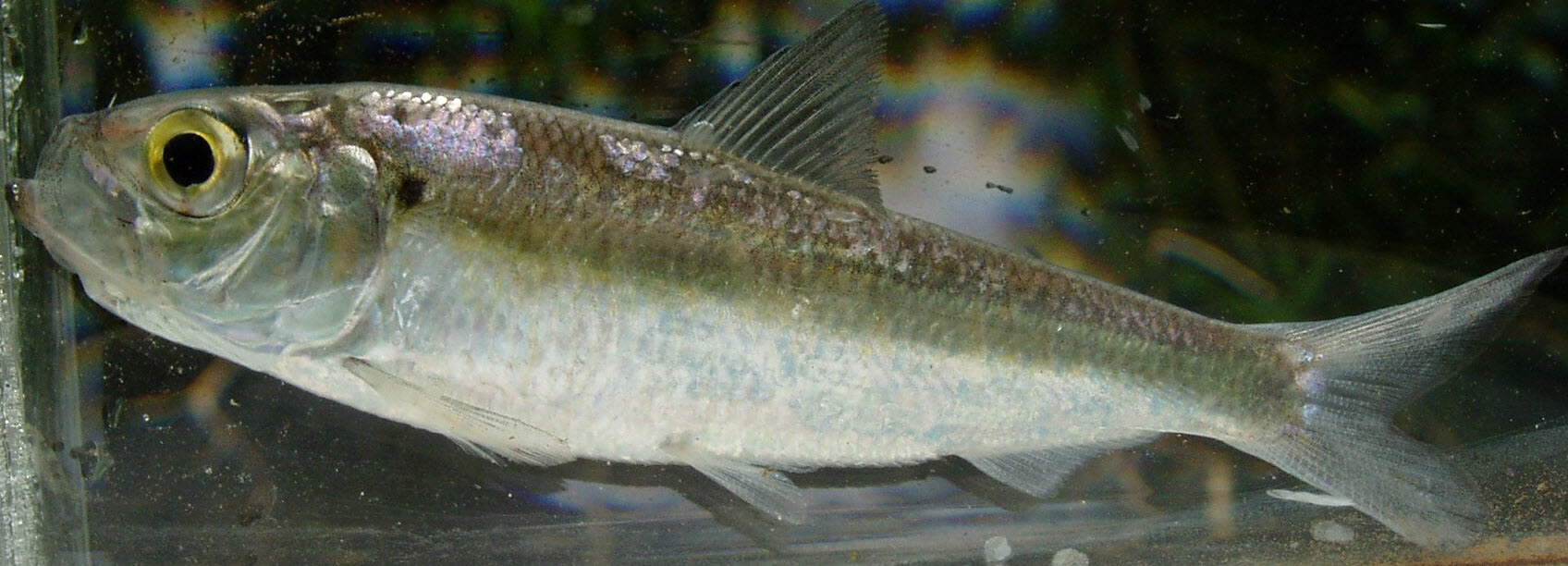 predation by alewife on lake trout