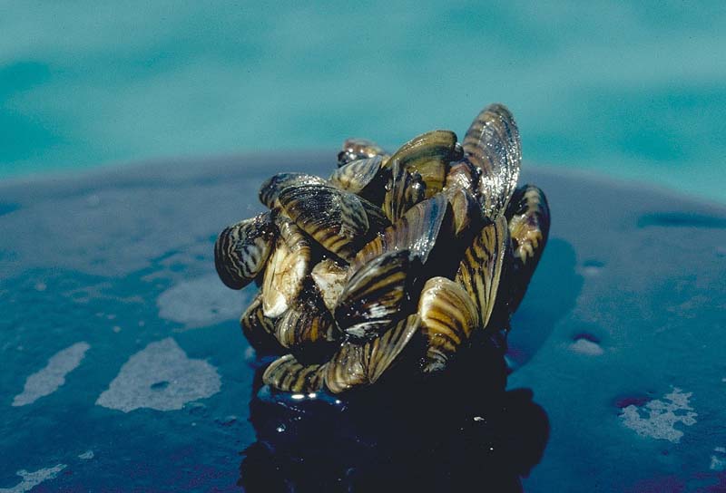 liquid potash treatment / Zebra mussel cluster. Photo taken by D. Jude, Univ. of Michigan.