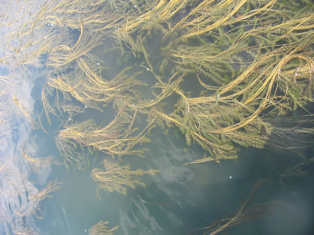 Eurasion Water Milfoil 99