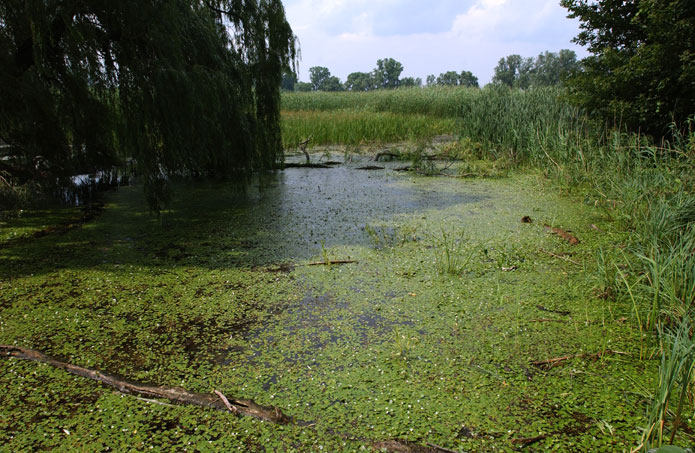 frogbit-pond
