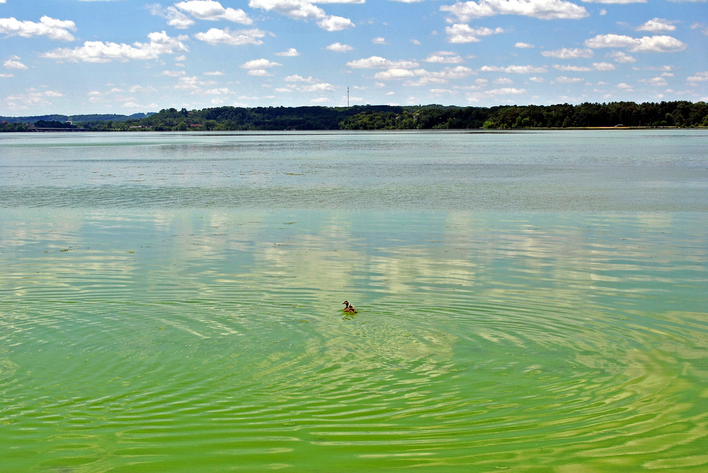 lake menomin algal blooms