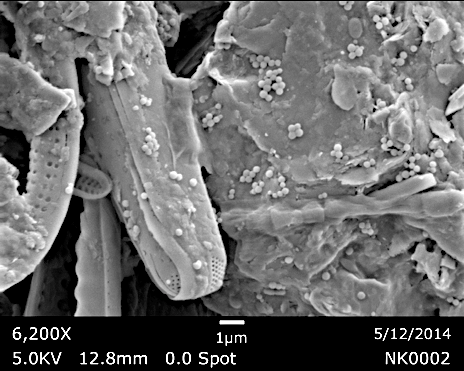 microplastics pollution mature biofilms on plastic debris