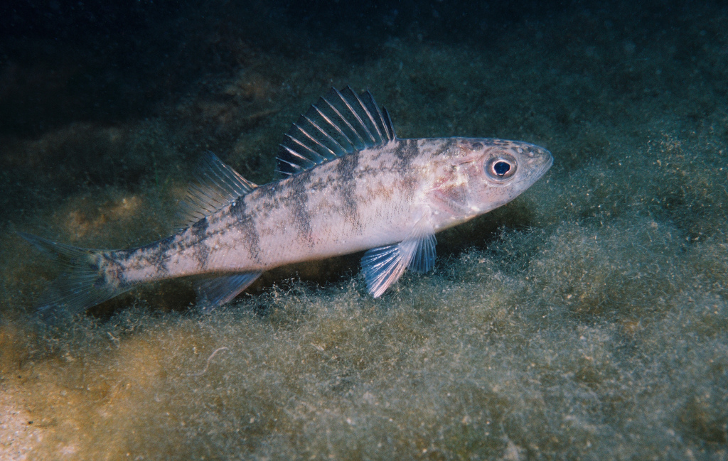 yellow-perch-juvenile