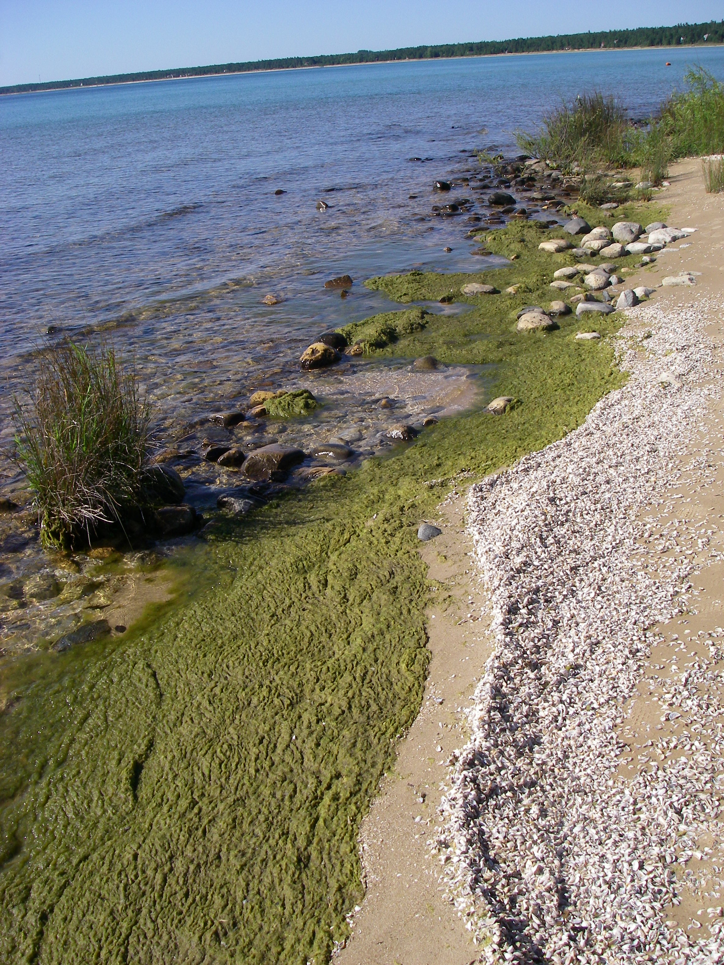 Cladophora mats present ecological and human health emergencies