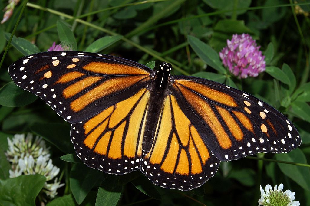 lake shoreline habitats monarch butterflies