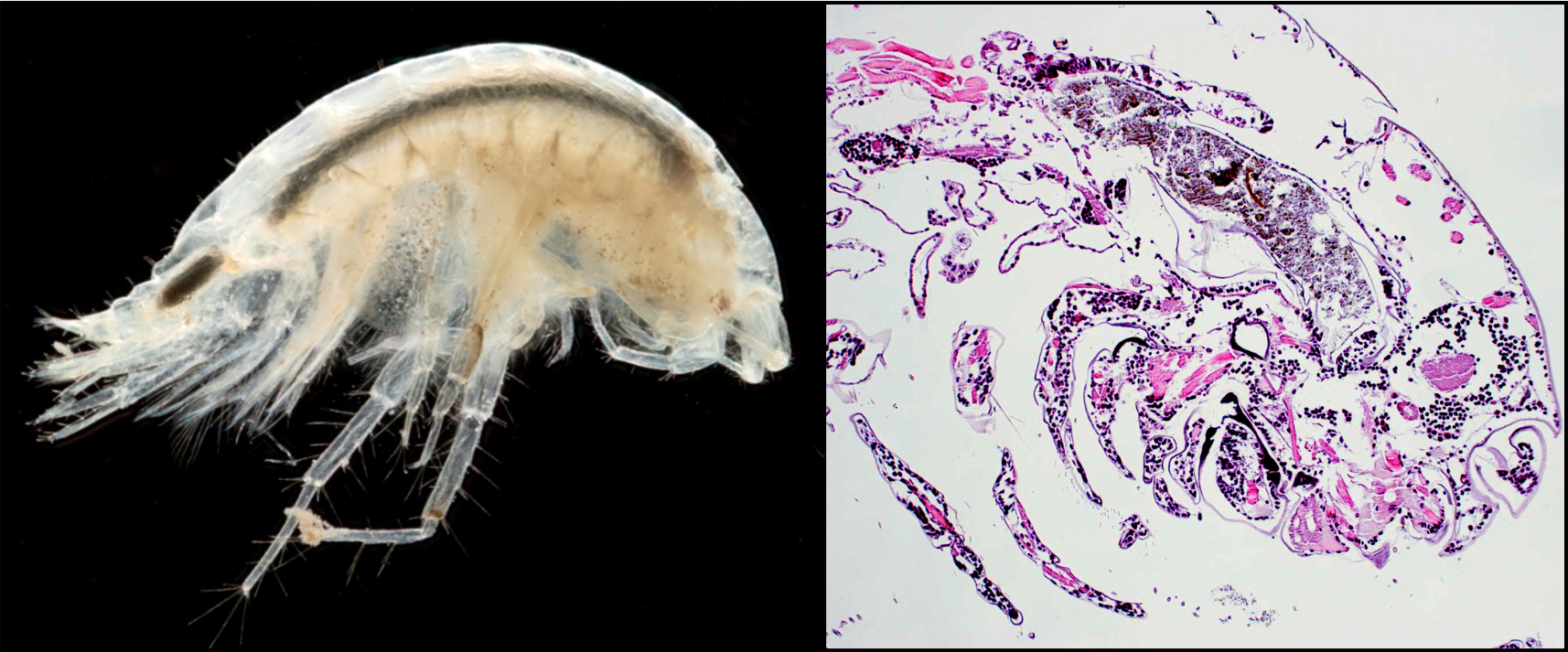 figure-2_parasites_diporeia