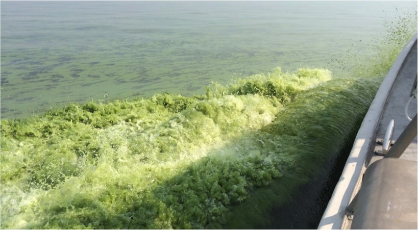 cyanobacteria blooms