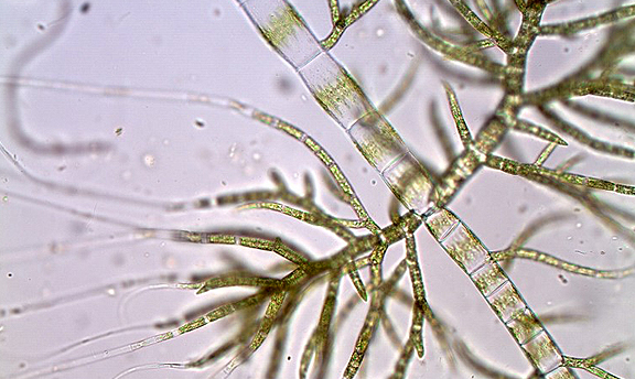 new diatom species