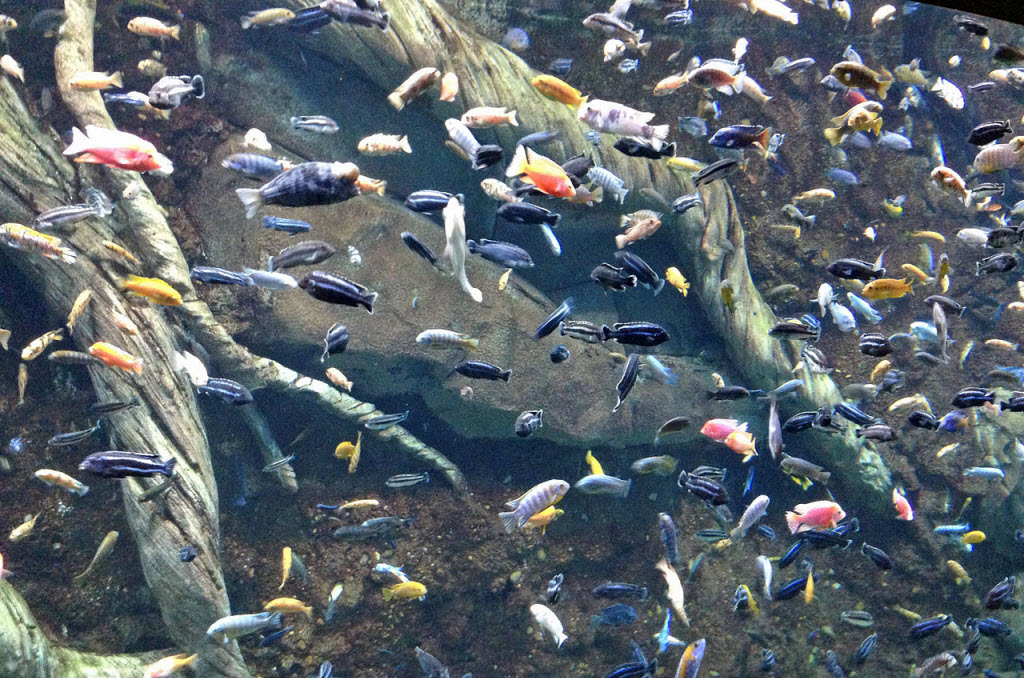 Lake Malawi cichlid tank