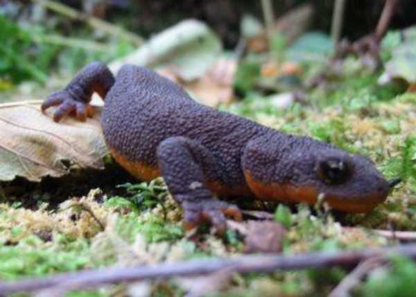 mazama_newt_national_park_service