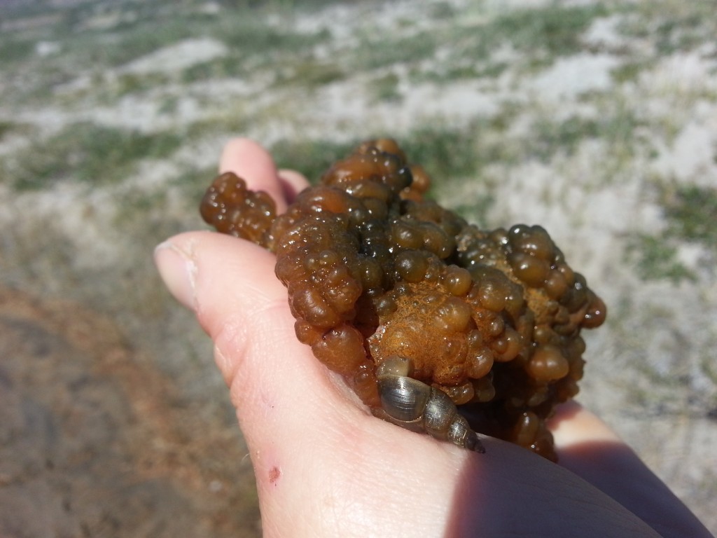 nostoc zetterstedtii sea tomato