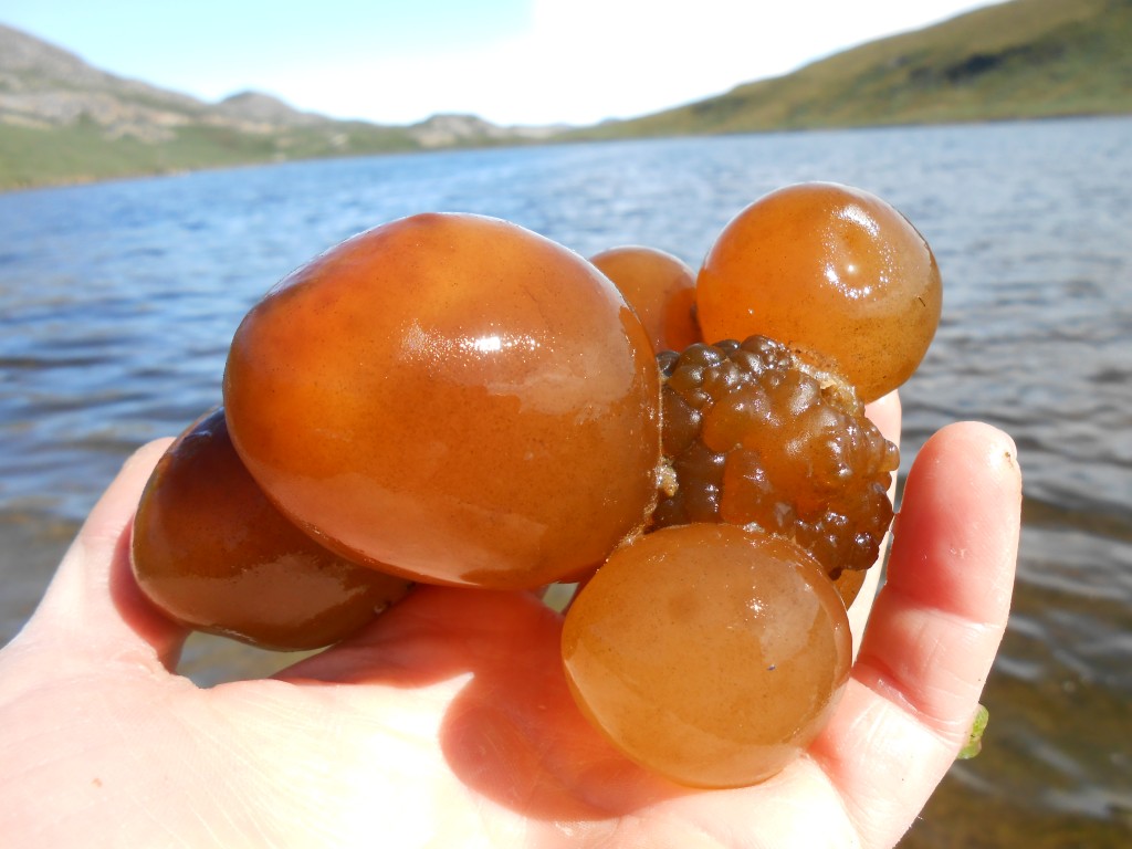 Nostoc sea tomatoes