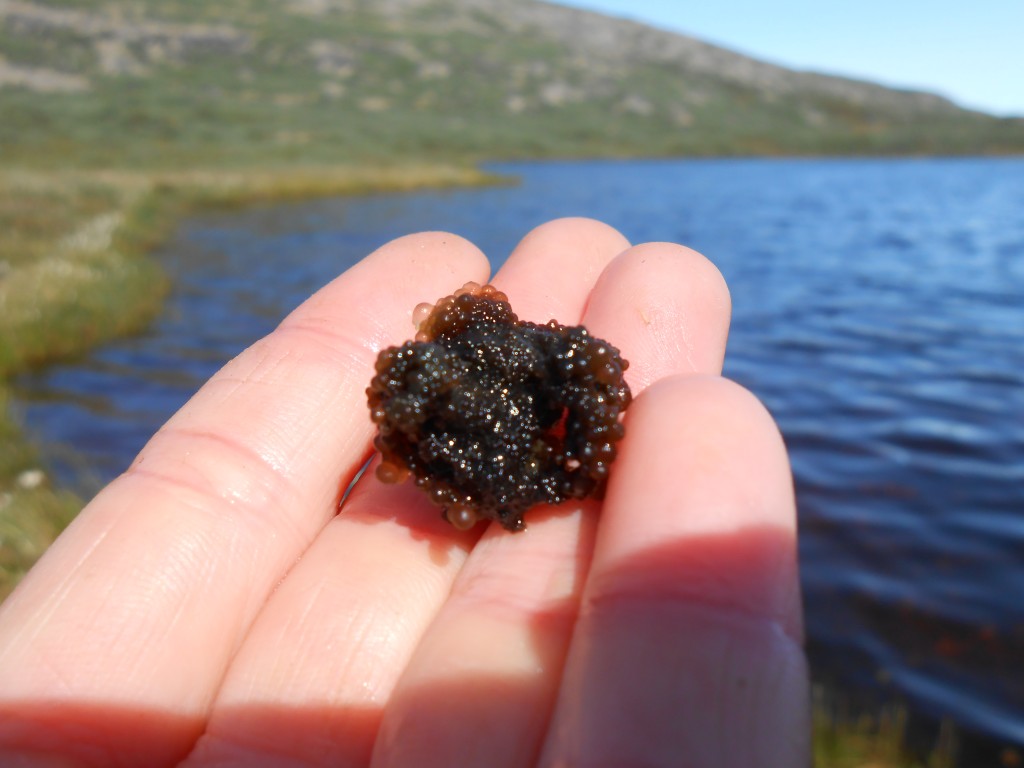 unknown sea tomato species