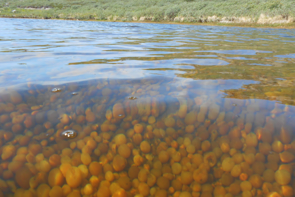 sea tomatoes arctic lake