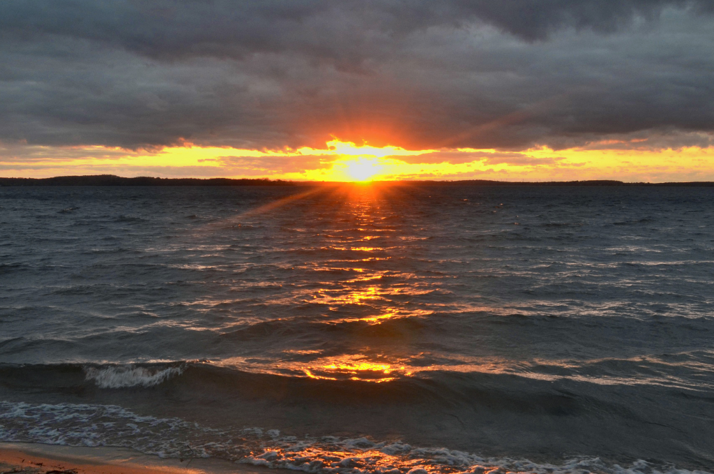 lake mendota invasives