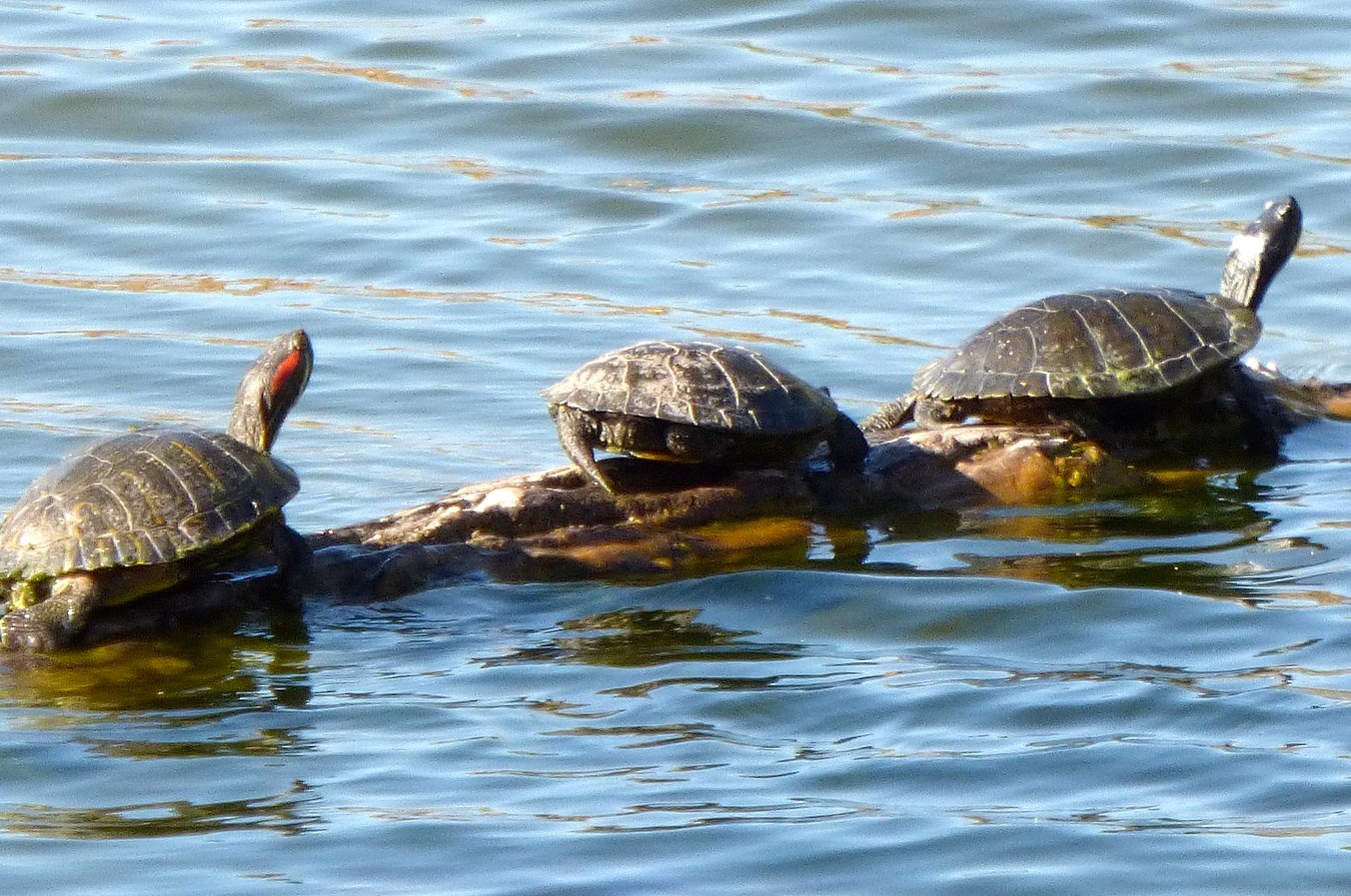 lake michigan turtles