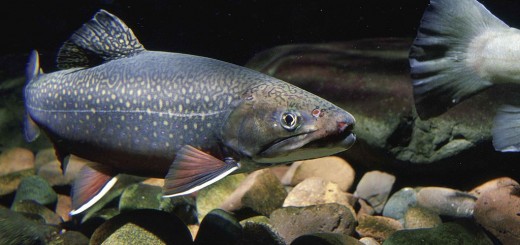 pristine lakes contain mercury
