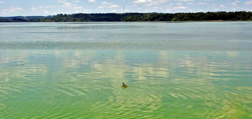 lake menomin algal blooms