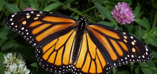 lake shoreline habitats monarch butterflies