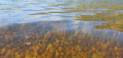 sea tomatoes arctic lake