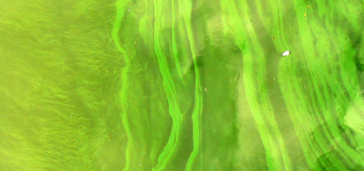 toxic algal bloom