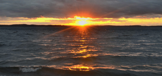 lake mendota invasives