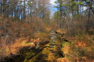 Jeans Run near its headwaters in Hughes Swamp, Carbon County, within State Game Land 141