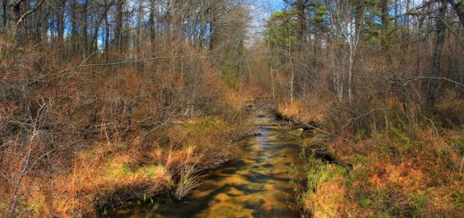 Jeans Run near its headwaters in Hughes Swamp, Carbon County, within State Game Land 141